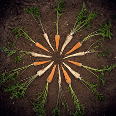 Parsley and carrot