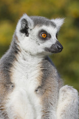 Naklejka na ściany i meble Lemur katta (Lemur catta)