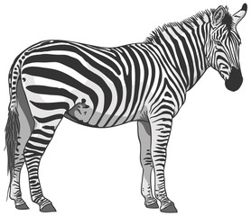 Isolated Zebra Illustration