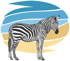 Zebra Illustration