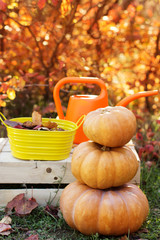 Autumn harvest of pumpkins. halloween decoration