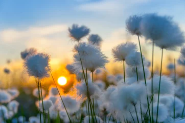 Foto auf Acrylglas Frühling Wollgras auf einem Hintergrund des Sonnenuntergangshimmels