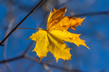 Autumn single yellow maple leaf