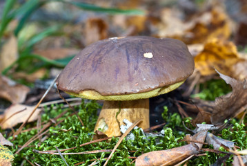 Mushroom in the autumn forest