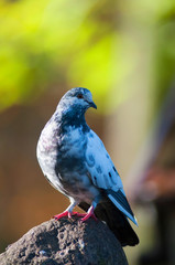 Pigeon on a rockin the autumn