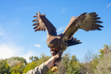 Releasing to wild a  lesser spotted eagle (Aquila pomarina)