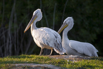 Dalmatian pelicans (Pelecanis crispus)