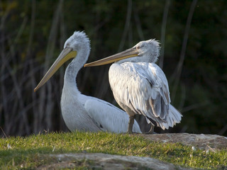 Dalmatian pelicans (Pelecanis crispus)