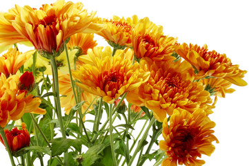 chrysanthemum