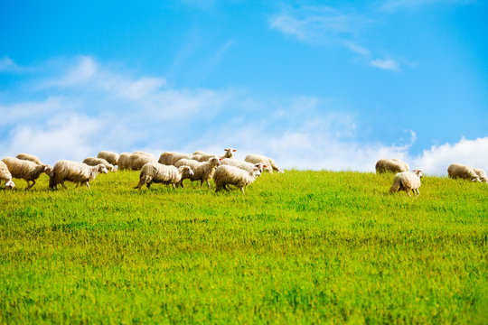 Sheep over clean sky background