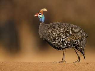 Guineafowl walking on gravel