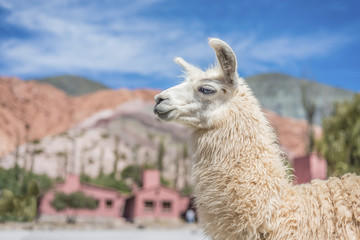 Obraz premium Llama in Purmamarca, Jujuy, Argentina.