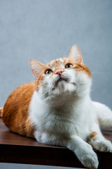 Cute playing cat, domestic theme