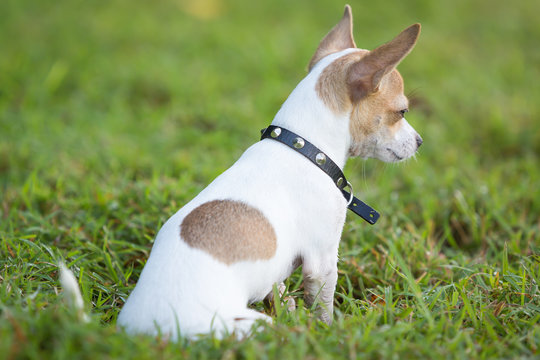 Small chihuahua dog sitting on  green grass