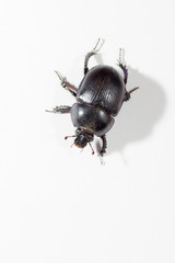 The genus Scarabaeus.