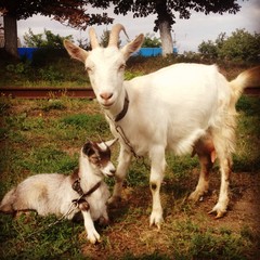 Adult and young goats
