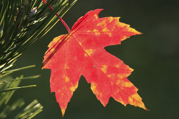 Close up of red maple leaf