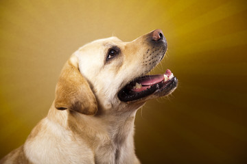 Labrador Retriever dog