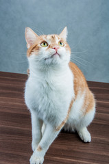 Obraz na płótnie Canvas Cute, sweet cat in home