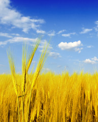 Obraz premium Wheat field against a blue sky