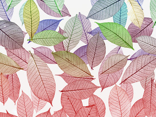 Leaves