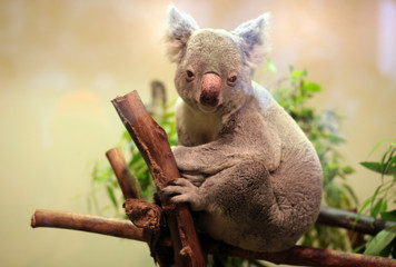 Fototapeta premium Baby Koala bear