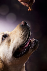 Labrador Retriever dog 