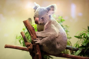 Papier Peint photo autocollant Koala Bébé ours Koala