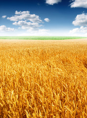 Wheat field against a blue sky