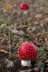 Setas Amanita Muscaria