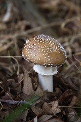 Seta Amanita pantherina