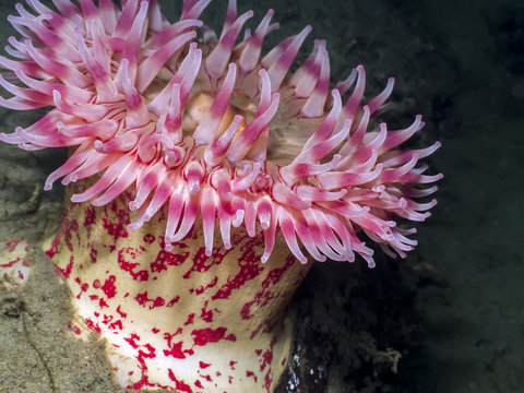 Painted Anemone (Urticina grebelnyi)