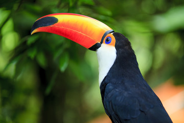 Toucan (Ramphastos toco) © nicholashan