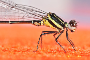 Dragonfly  Colorful