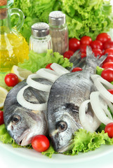 Dorado fish close-up