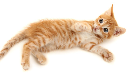 Cute little red kitten isolated on white © Africa Studio