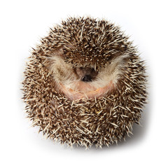 Hedgehog act like a ball on white background