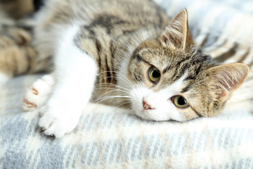 Cat on plaid close-up