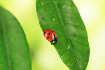 Beautiful ladybird on green plant