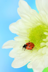 Beautiful ladybird  on flower, close up