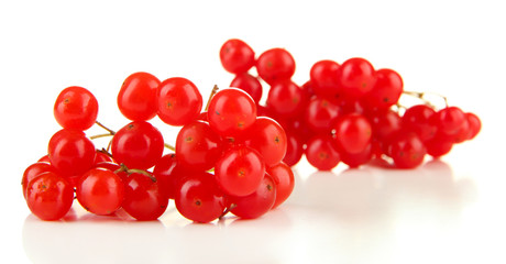 Red berries of viburnum isolated on white