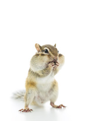 頬張るシマリス