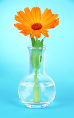 Flower in test-tube on light blue background