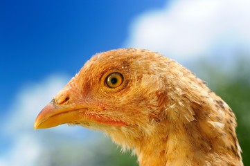 Young Red Chicken Close-Up