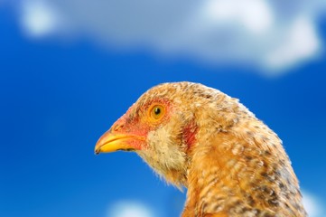 Young Chicken Close-Up Against Blue Sky