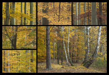 Herbstwald Collage