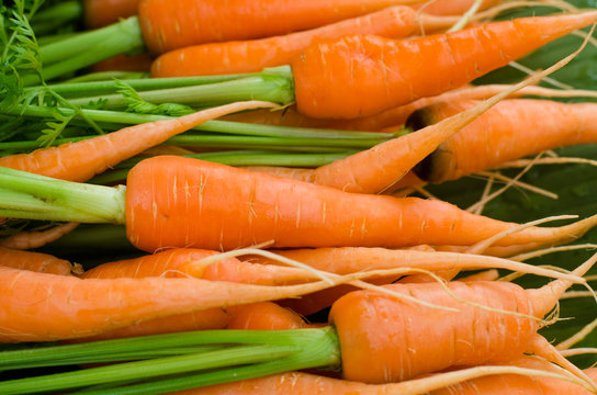Fresh garden carrots..