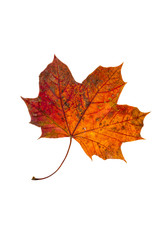 Obraz premium Ahornblatt