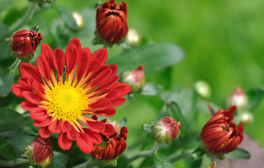 Chrysanthème