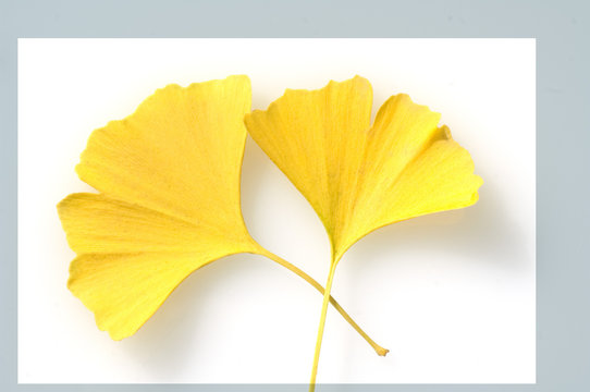 Ginkgoblaetter, Ginkgo, biloba,